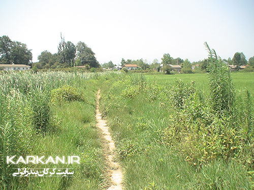 روستای معاف بندرانزلی 4 (www.karkan.ir)