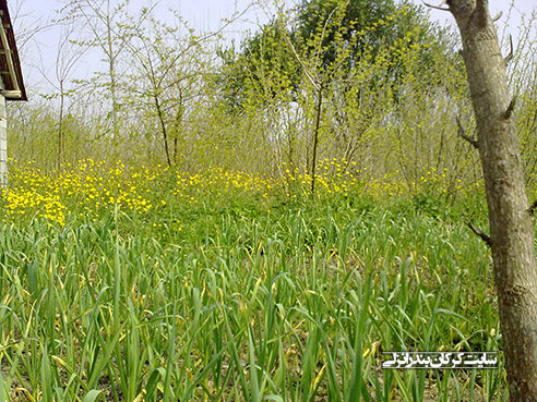 بهار در روستای کرکان بندرانزلی 13 (سایت کرکان بندرانزلی)