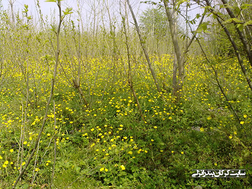 بهار در روستای کرکان بندرانزلی 16 (سایت کرکان بندرانزلی)