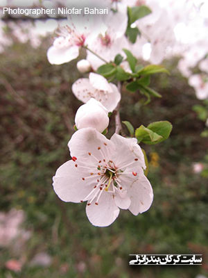 شکوفه درخت آلوچه قرمز (www.karkan.ir)