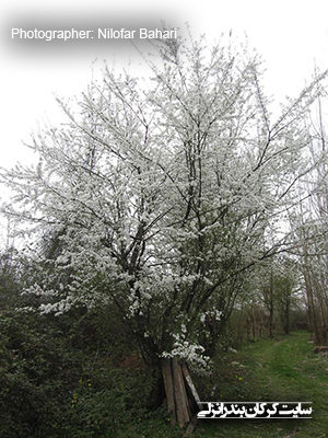 شکوفه درخت آلوچه  (www.karkan.ir)