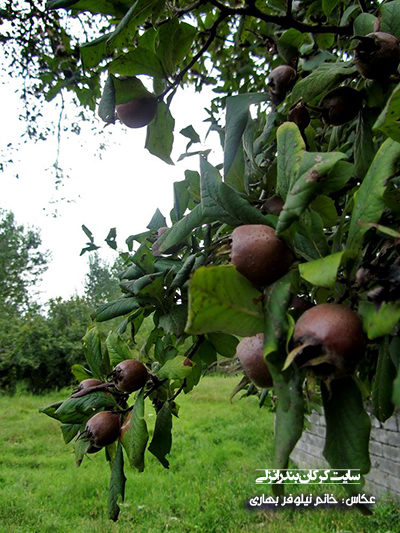 میوه کونوس  (سایت کرکان بندرانزلی)