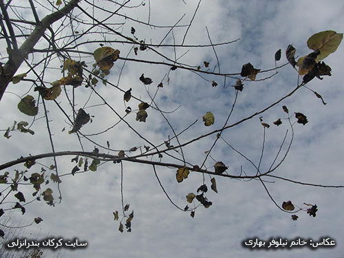 پاییز در روستای کرکان بندرانزلی 02 (عکاس خانم نیلوفر بهاری)