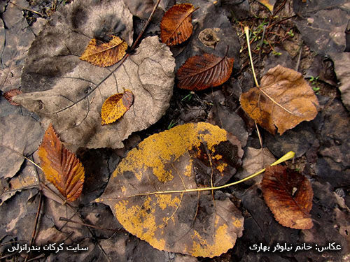 پاییز در روستای کرکان بندرانزلی 04 (عکاس خانم نیلوفر بهاری)