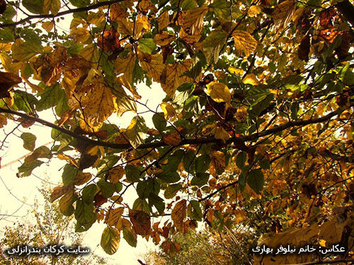 پاییز در روستای کرکان بندرانزلی 05 (عکاس خانم نیلوفر بهاری)