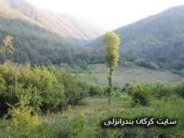 روستای پشتهان
