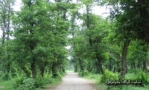  پارک جنگلی کیاشهر