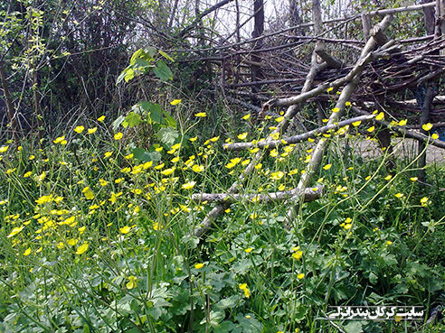 بهار در روستای کرکان بندرانزلی 2 (سایت کرکان بندرانزلی)