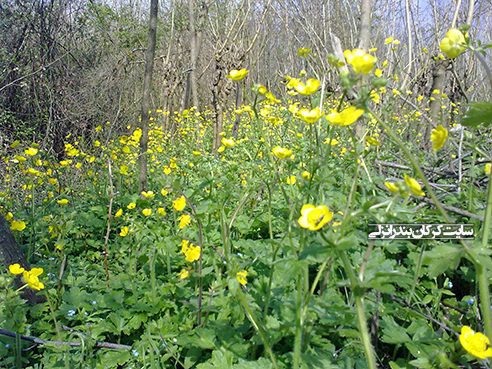 بهار در روستای کرکان بندرانزلی 5 (سایت کرکان بندرانزلی)