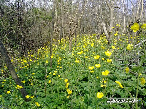 بهار در روستای کرکان بندرانزلی 6 (سایت کرکان بندرانزلی)