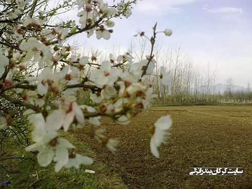 بهار در روستای کرکان بندرانزلی 7 (سایت کرکان بندرانزلی)
