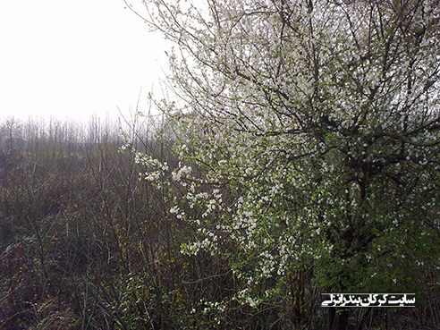 بهار در روستای کرکان بندرانزلی 8 (سایت کرکان بندرانزلی)