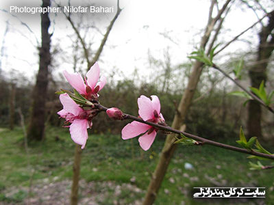 شکوفه های بهاری 1 (www.karkan.ir)