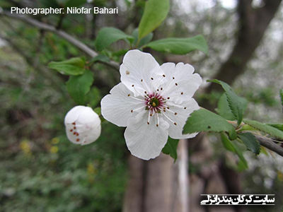 شکوفه های بهاری 3 (www.karkan.ir)