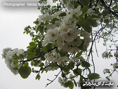 شکوفه های بهاری 6 (www.karkan.ir)