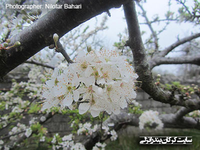 شکوفه های بهاری 5 (www.karkan.ir)