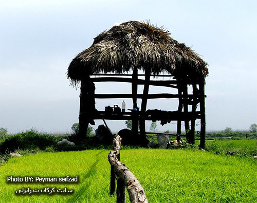 مزارع آبکنار بندرانزلی (عکاس پیمان سیف زاد)