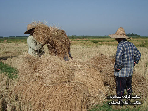 برداشت برنج در روستای سیاه خاله سر بندرانزلی 1