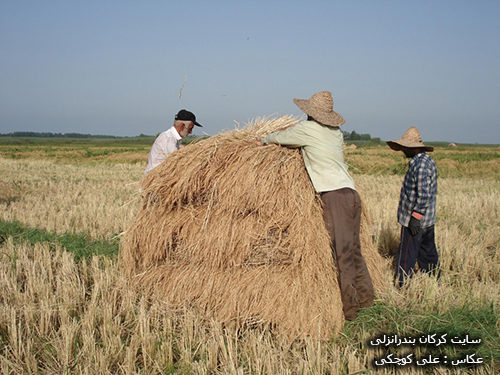برداشت برنج در روستای سیاه خاله سر بندرانزلی 2