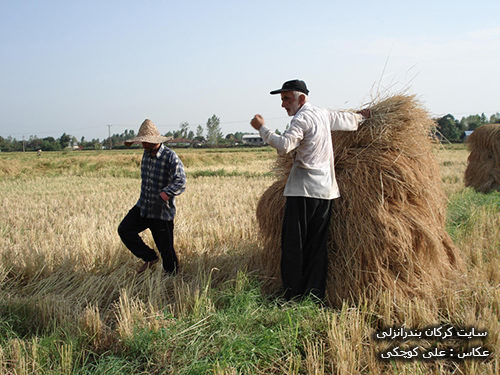 برداشت برنج در روستای سیاه خاله سر بندرانزلی 3