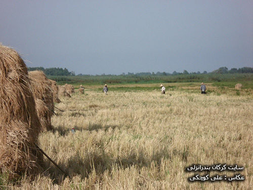 برداشت برنج در روستای سیاه خاله سر بندرانزلی 4