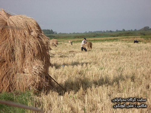 برداشت برنج در روستای سیاه خاله سر بندرانزلی 5
