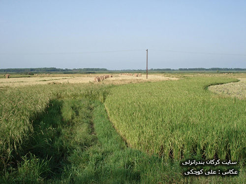 برداشت برنج در روستای سیاه خاله سر بندرانزلی 6